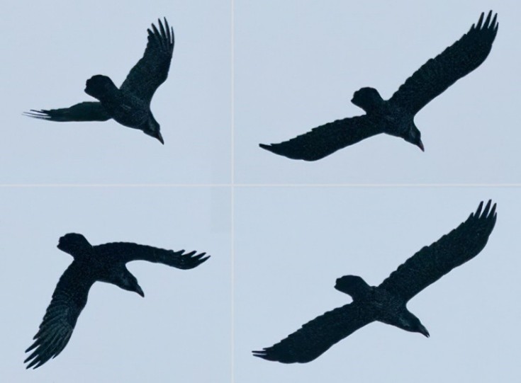 (Rijnstreek). Foto van Raaf- Mark Bos.
Compilatie